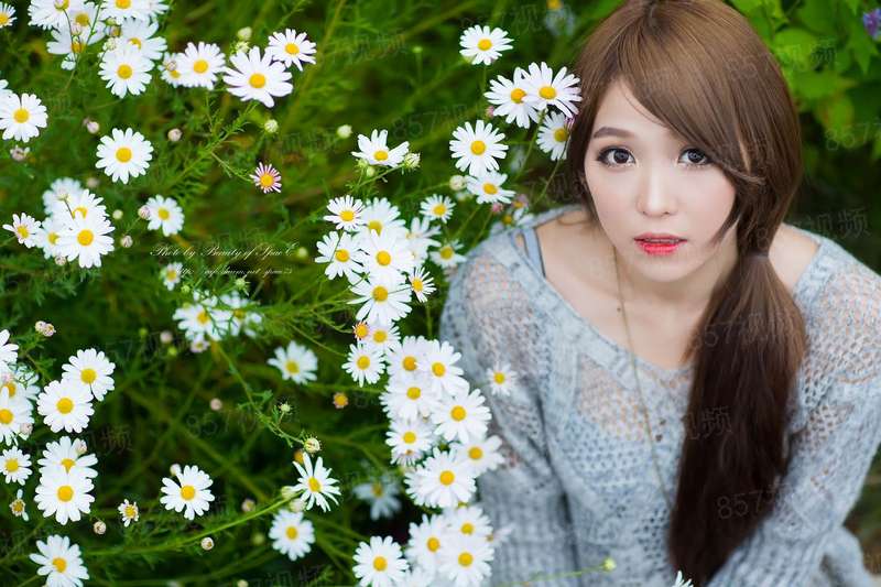 苍岚七子