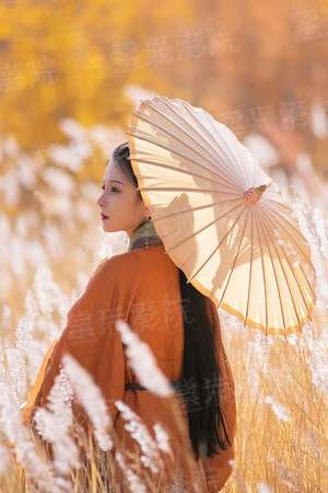 我的轮回喵生
